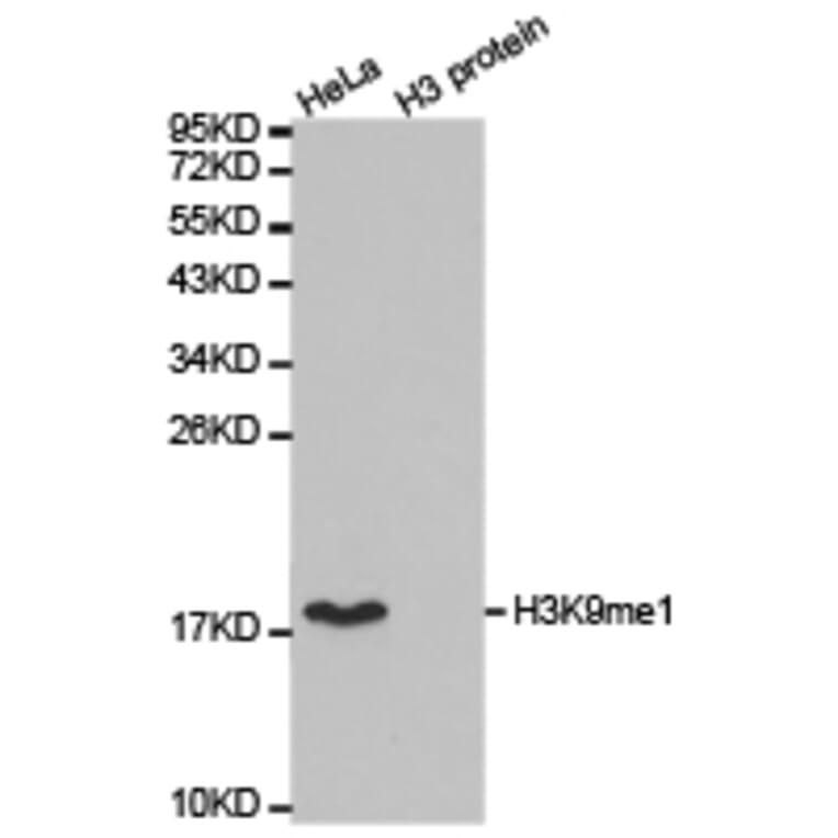 Western blot - Histone H3K9me1 Polyclonal Antibody from Signalway Antibody (HW004) - Antibodies.com