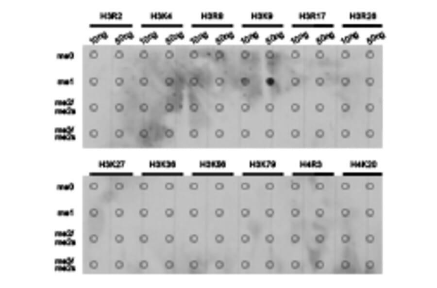 Dot blot - Histone H3K9me1 Polyclonal Antibody from Signalway Antibody (HW004) - Antibodies.com