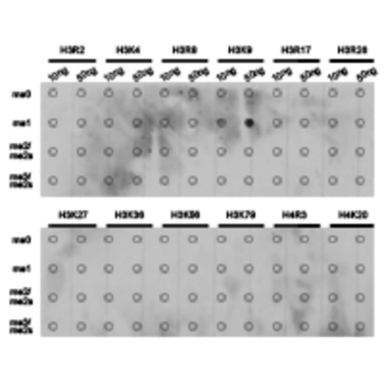 Dot blot - Histone H3K9me1 Polyclonal Antibody from Signalway Antibody (HW004) - Antibodies.com