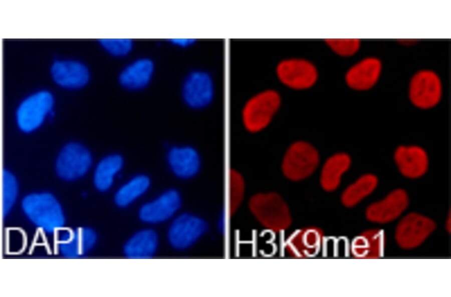 Immunofluorescence - Histone H3K9me1 Polyclonal Antibody from Signalway Antibody (HW004) - Antibodies.com