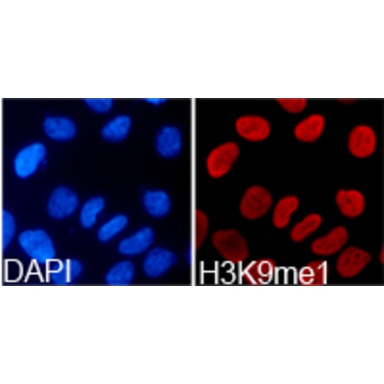 Immunofluorescence - Histone H3K9me1 Polyclonal Antibody from Signalway Antibody (HW004) - Antibodies.com