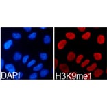 Immunofluorescence - Histone H3K9me1 Polyclonal Antibody from Signalway Antibody (HW004) - Antibodies.com