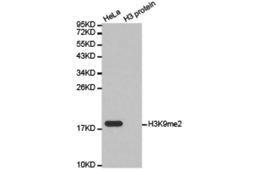 Histone H3K9me2 Polyclonal Antibody from Signalway Antibody (HW005) - Antibodies.com