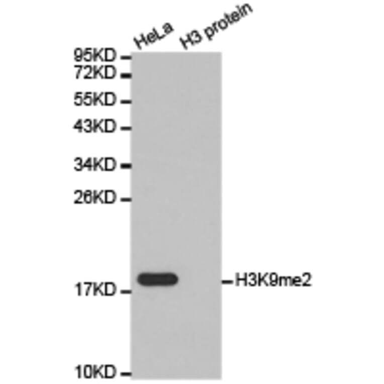 Histone H3K9me2 Polyclonal Antibody from Signalway Antibody (HW005) - Antibodies.com