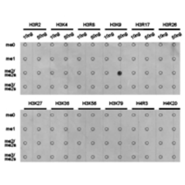 Dot blot - Histone H3K9me2 Polyclonal Antibody from Signalway Antibody (HW005) - Antibodies.com