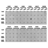 Dot blot - Histone H3K9me2 Polyclonal Antibody from Signalway Antibody (HW005) - Antibodies.com