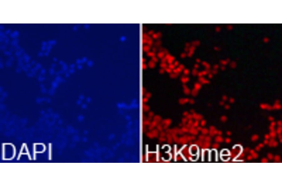 Immunofluorescence - Histone H3K9me2 Polyclonal Antibody from Signalway Antibody (HW005) - Antibodies.com