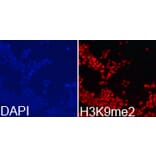 Immunofluorescence - Histone H3K9me2 Polyclonal Antibody from Signalway Antibody (HW005) - Antibodies.com