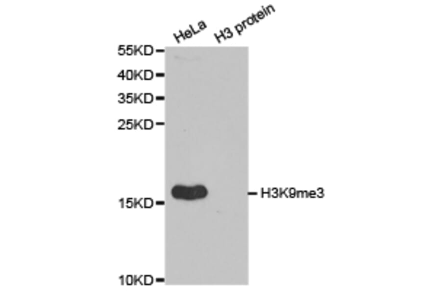 Western blot - Histone H3K9me3 Polyclonal Antibody from Signalway Antibody (HW029) - Antibodies.com