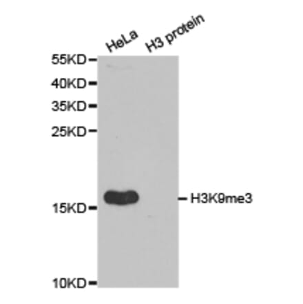 Western blot - Histone H3K9me3 Polyclonal Antibody from Signalway Antibody (HW029) - Antibodies.com