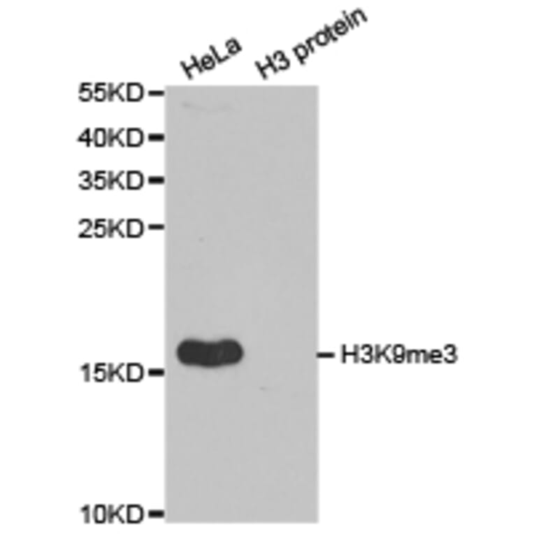 Western blot - Histone H3K9me3 Polyclonal Antibody from Signalway Antibody (HW029) - Antibodies.com