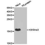 Western blot - Histone H3K9me3 Polyclonal Antibody from Signalway Antibody (HW029) - Antibodies.com