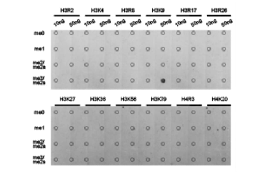 Dot blot - Histone H3K9me3 Polyclonal Antibody from Signalway Antibody (HW029) - Antibodies.com