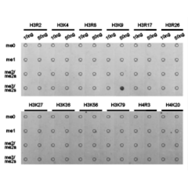 Dot blot - Histone H3K9me3 Polyclonal Antibody from Signalway Antibody (HW029) - Antibodies.com