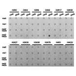 Dot blot - Histone H3K9me3 Polyclonal Antibody from Signalway Antibody (HW029) - Antibodies.com