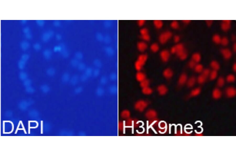 Immunofluorescence - Histone H3K9me3 Polyclonal Antibody from Signalway Antibody (HW029) - Antibodies.com