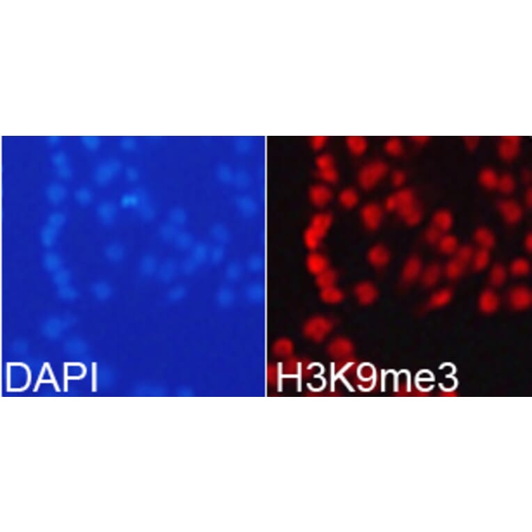 Immunofluorescence - Histone H3K9me3 Polyclonal Antibody from Signalway Antibody (HW029) - Antibodies.com