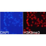 Immunofluorescence - Histone H3K9me3 Polyclonal Antibody from Signalway Antibody (HW029) - Antibodies.com