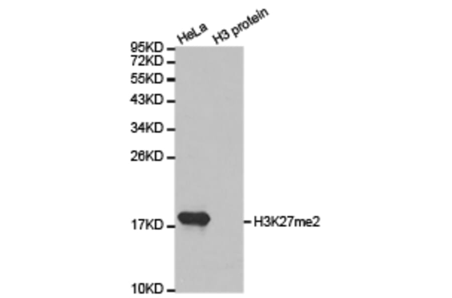 Western blot - Histone H3K27me2 Polyclonal Antibody from Signalway Antibody (HW007) - Antibodies.com