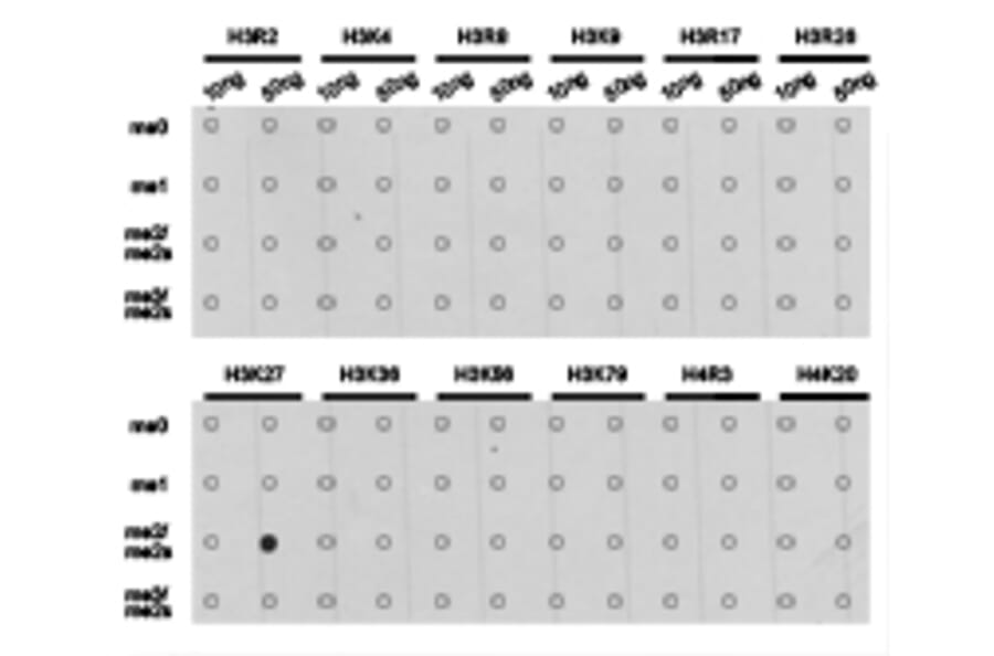 Dot blot - Histone H3K27me2 Polyclonal Antibody from Signalway Antibody (HW007) - Antibodies.com