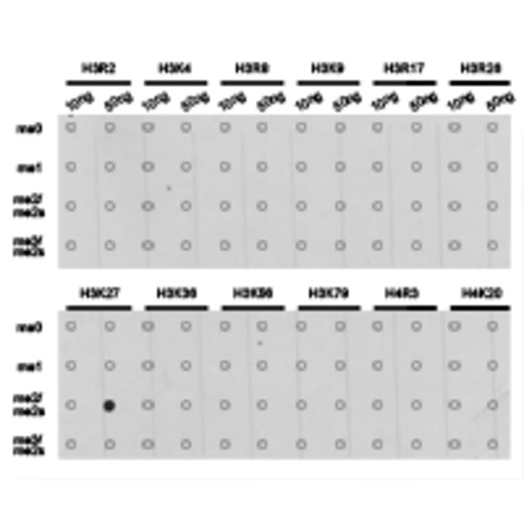 Dot blot - Histone H3K27me2 Polyclonal Antibody from Signalway Antibody (HW007) - Antibodies.com