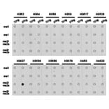 Dot blot - Histone H3K27me2 Polyclonal Antibody from Signalway Antibody (HW007) - Antibodies.com