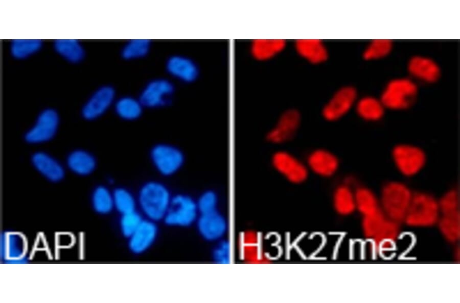 Immunofluorescence - Histone H3K27me2 Polyclonal Antibody from Signalway Antibody (HW007) - Antibodies.com