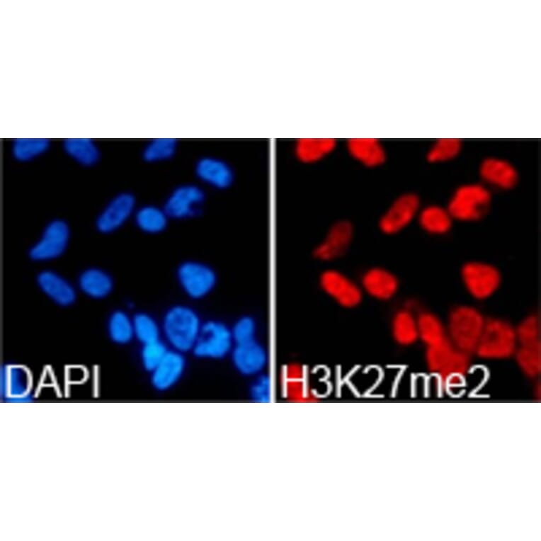 Immunofluorescence - Histone H3K27me2 Polyclonal Antibody from Signalway Antibody (HW007) - Antibodies.com
