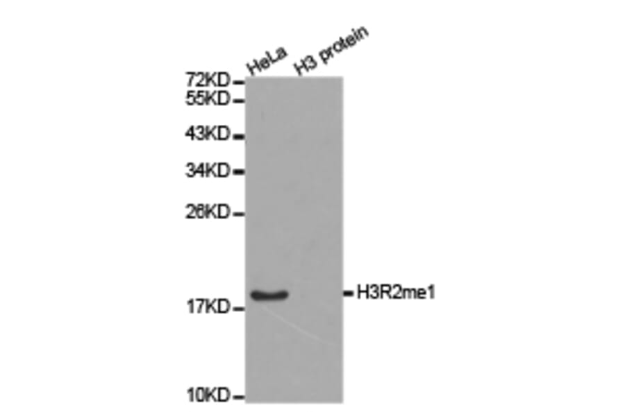 Western blot - Histone H3R2me1 Polyclonal Antibody from Signalway Antibody (HW022) - Antibodies.com