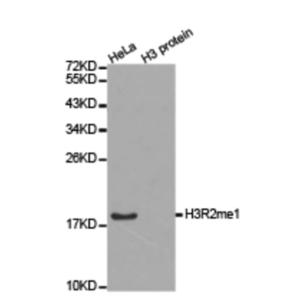 Western blot - Histone H3R2me1 Polyclonal Antibody from Signalway Antibody (HW022) - Antibodies.com