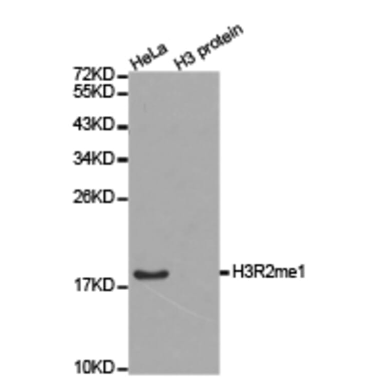 Western blot - Histone H3R2me1 Polyclonal Antibody from Signalway Antibody (HW022) - Antibodies.com