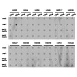 Dot blot - Histone H3R2me1 Polyclonal Antibody from Signalway Antibody (HW022) - Antibodies.com
