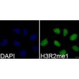 Immunofluorescence - Histone H3R2me1 Polyclonal Antibody from Signalway Antibody (HW022) - Antibodies.com