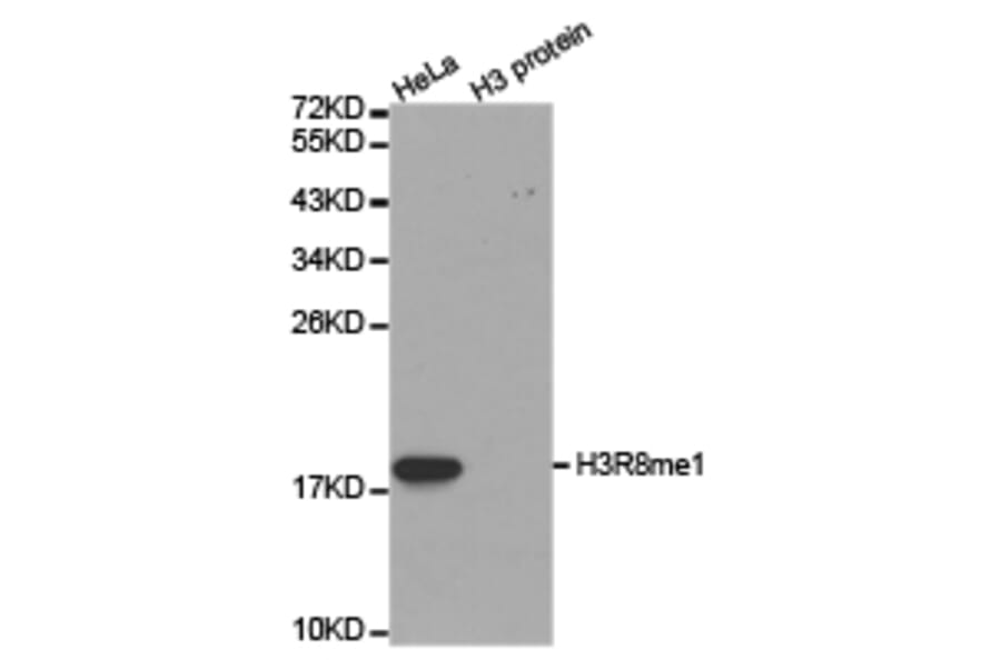 Western blot - Histone H3R8me1 Polyclonal Antibody from Signalway Antibody (HW024) - Antibodies.com