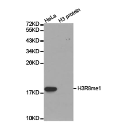 Western blot - Histone H3R8me1 Polyclonal Antibody from Signalway Antibody (HW024) - Antibodies.com