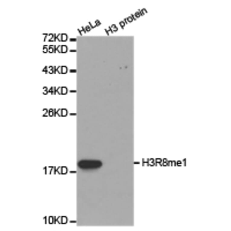 Western blot - Histone H3R8me1 Polyclonal Antibody from Signalway Antibody (HW024) - Antibodies.com