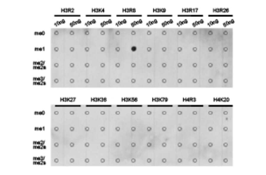 Dot blot - Histone H3R8me1 Polyclonal Antibody from Signalway Antibody (HW024) - Antibodies.com