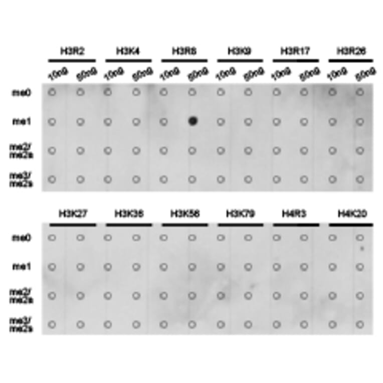 Dot blot - Histone H3R8me1 Polyclonal Antibody from Signalway Antibody (HW024) - Antibodies.com