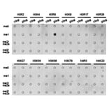 Dot blot - Histone H3R8me1 Polyclonal Antibody from Signalway Antibody (HW024) - Antibodies.com