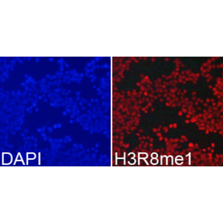 Immunofluorescence - Histone H3R8me1 Polyclonal Antibody from Signalway Antibody (HW024) - Antibodies.com