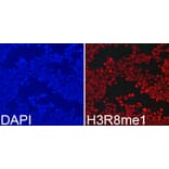 Immunofluorescence - Histone H3R8me1 Polyclonal Antibody from Signalway Antibody (HW024) - Antibodies.com