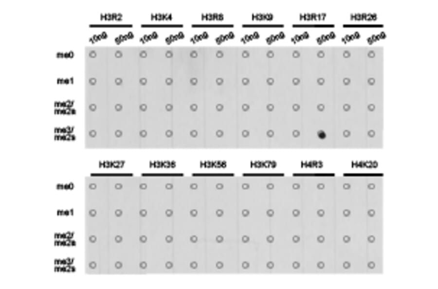 Dot blot - Histone H3R17me2s Polyclonal Antibody from Signalway Antibody (HW020) - Antibodies.com