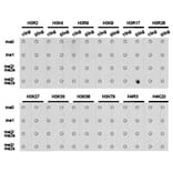 Dot blot - Histone H3R17me2s Polyclonal Antibody from Signalway Antibody (HW020) - Antibodies.com