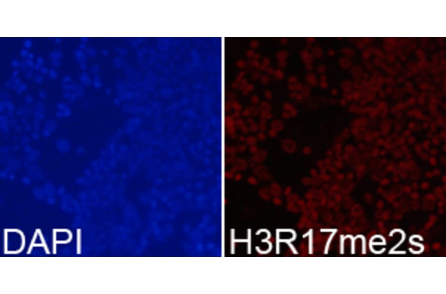 Immunofluorescence - Histone H3R17me2s Polyclonal Antibody from Signalway Antibody (HW020) - Antibodies.com