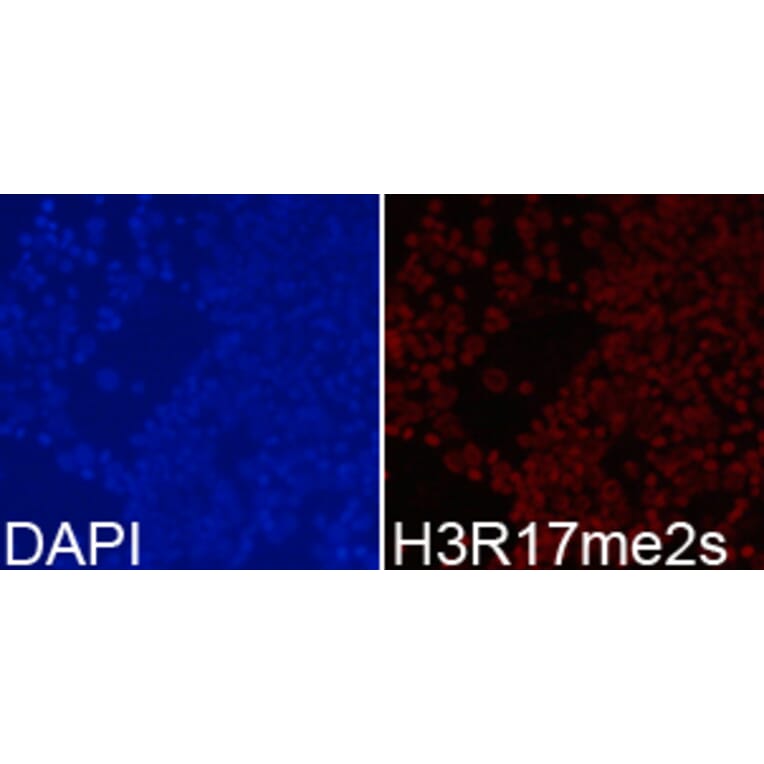 Immunofluorescence - Histone H3R17me2s Polyclonal Antibody from Signalway Antibody (HW020) - Antibodies.com
