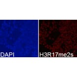 Immunofluorescence - Histone H3R17me2s Polyclonal Antibody from Signalway Antibody (HW020) - Antibodies.com