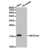 Western blot - Histone H3K27me1 Polyclonal Antibody from Signalway Antibody (HW006) - Antibodies.com