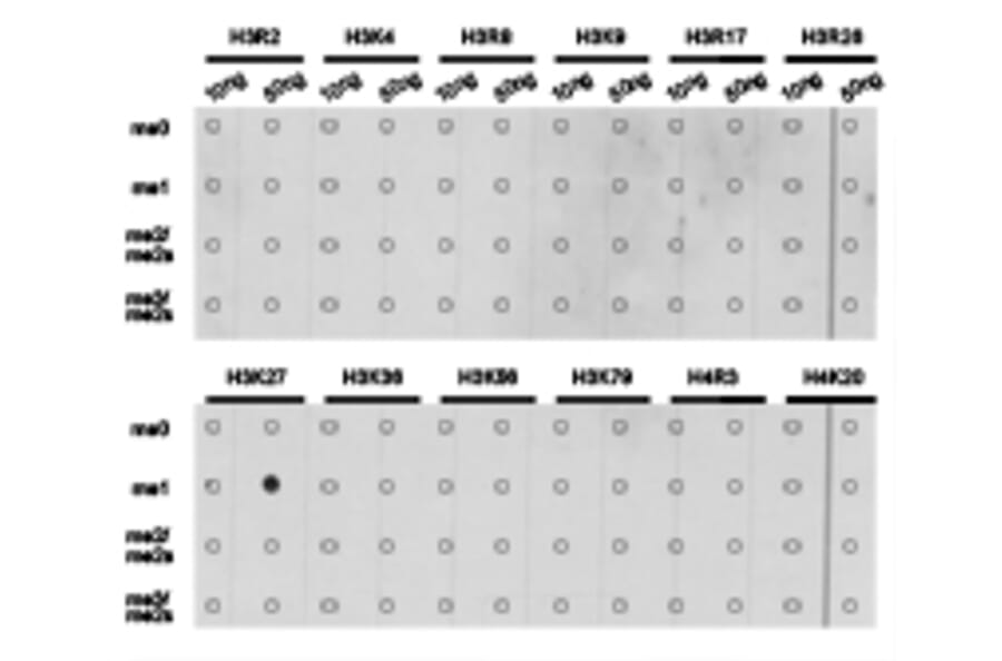 Dot blot - Histone H3K27me1 Polyclonal Antibody from Signalway Antibody (HW006) - Antibodies.com