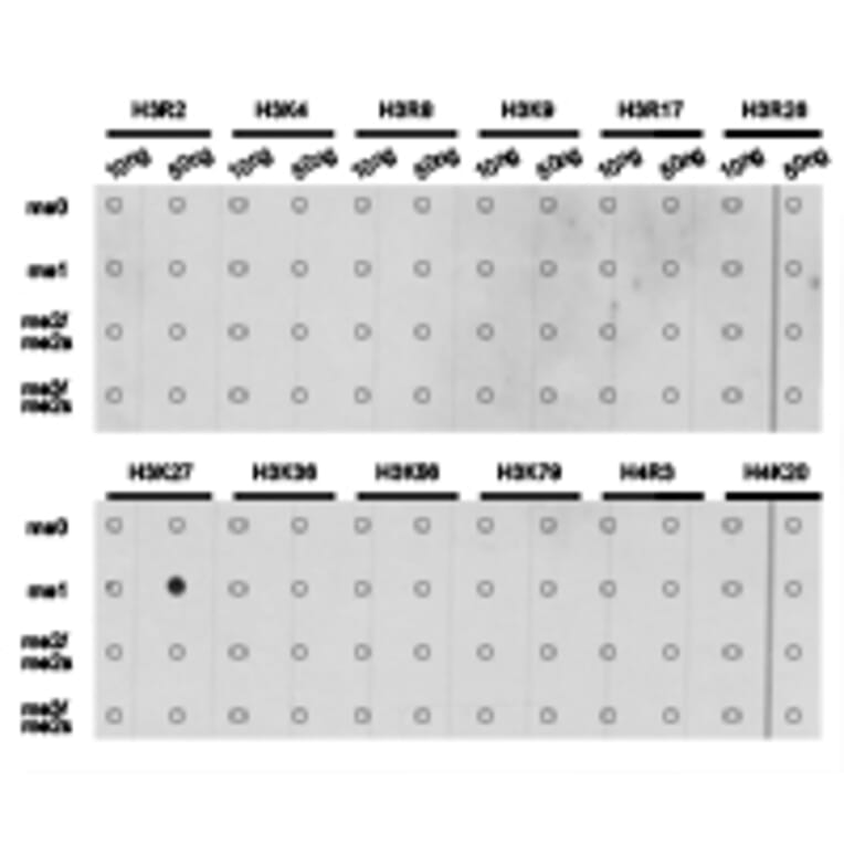 Dot blot - Histone H3K27me1 Polyclonal Antibody from Signalway Antibody (HW006) - Antibodies.com