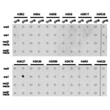 Dot blot - Histone H3K27me1 Polyclonal Antibody from Signalway Antibody (HW006) - Antibodies.com